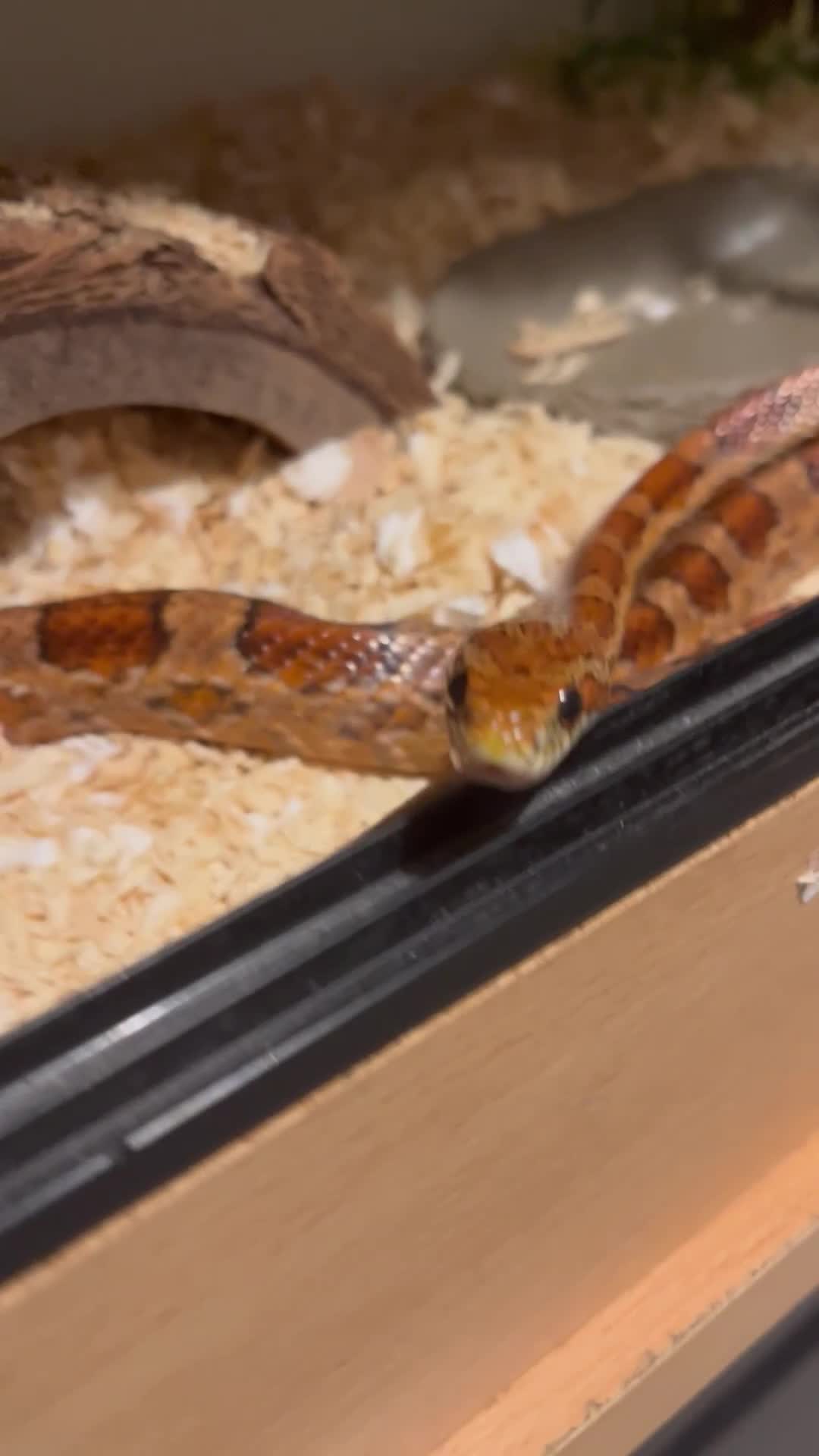 Corn Snake reptiles for sale: Corn Snake - Video 1