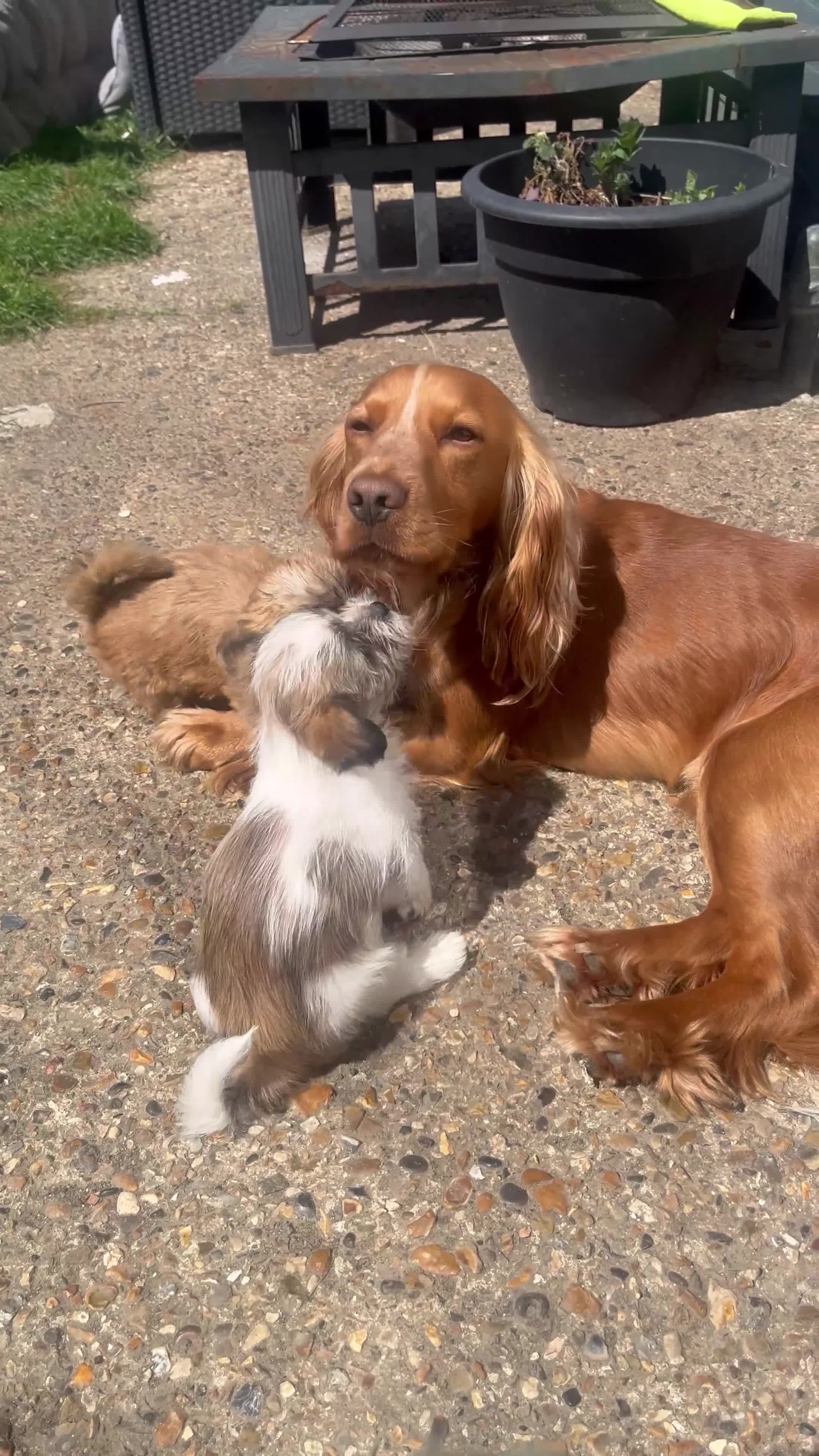 Mixed Breed dogs for sale: READY TO LEAVE Toy Korean morkie puppies  8weeks - Video 1