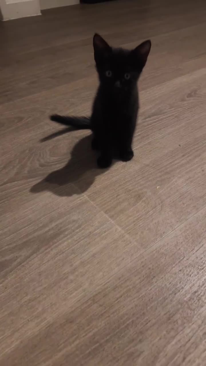 British Shorthair cats for sale: Kitten in Epsom - Video 1