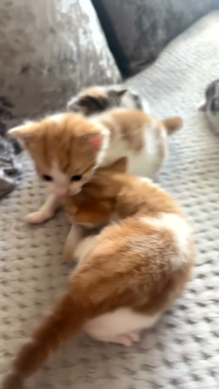 Domestic Shorthair cats for sale: Domestic Shorthair kittens - Video 1
