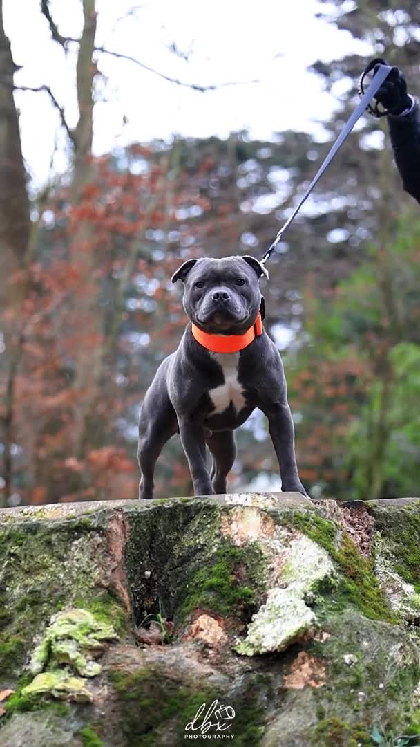 Staffordshire Bull Terrier dogs for stud: NARCOS! THE U.K’s FINEST STAFFY AVAILABLE NOW! in Nottingham - Video 1