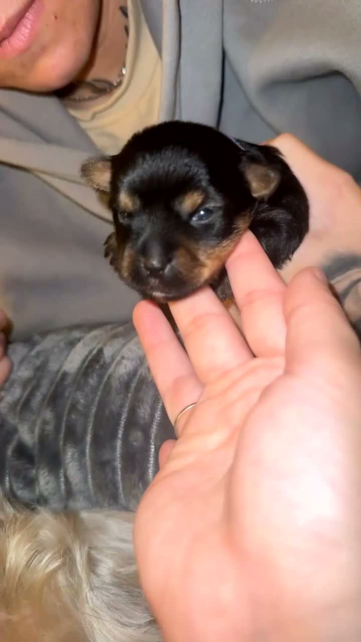Shorkie dogs for sale: 🐾❤️ GORGEOUS SHORKIE PUPPIES ❤️🐾 in South Shields - Video 1