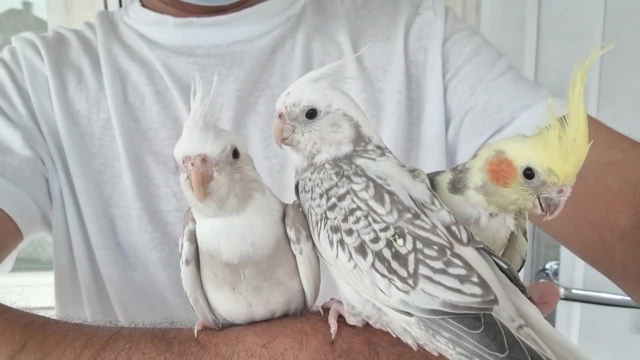Cockatiels birds for sale: Super silly hand tamed baby cockatiels for sale  - Video 1
