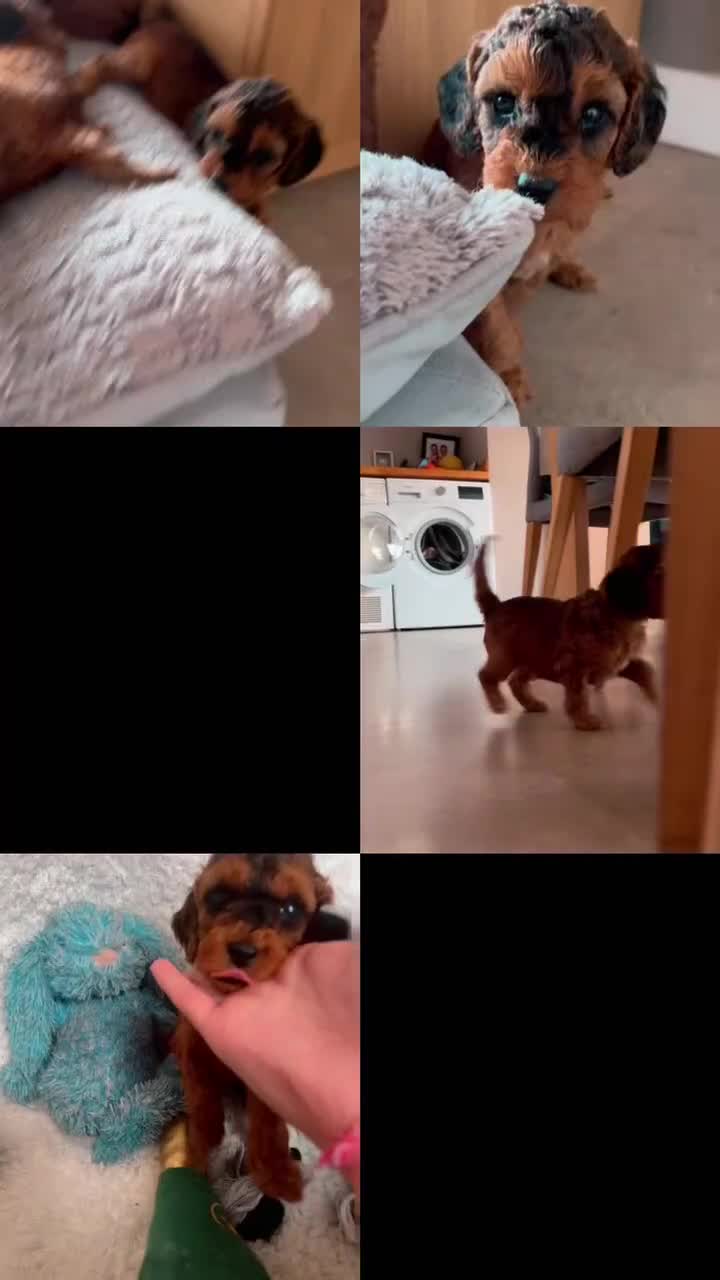 Cockapoo dogs for sale: F2B Red Cockapoos **BOTH PARENTS DNA CLEAR** - Video 3
