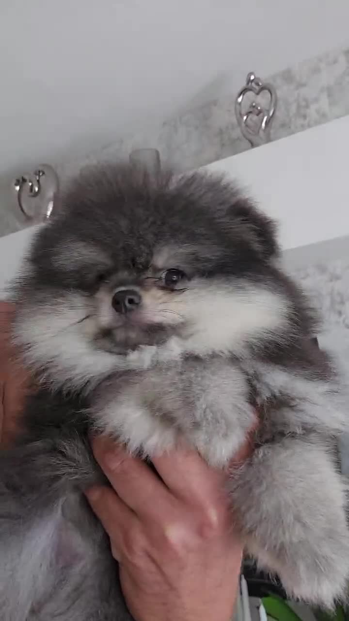 Pomeranian dogs for sale: Pomeranian puppy  - Video 1