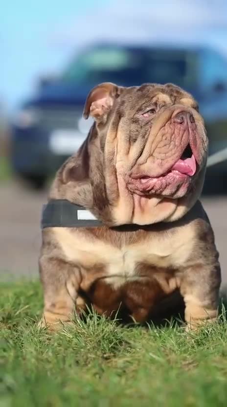 English Bulldog dogs for stud: Mr. Emperor 🍫 - Video 1