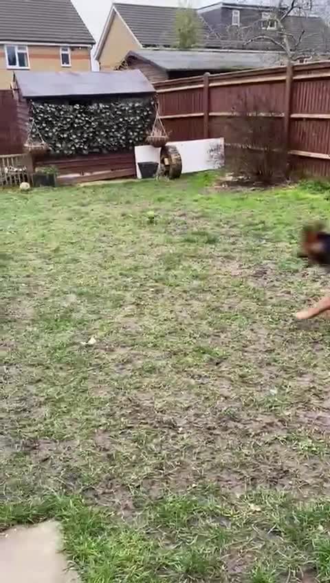 German Shepherd dogs for sale: Beautiful intact male shepherd  - Video 1