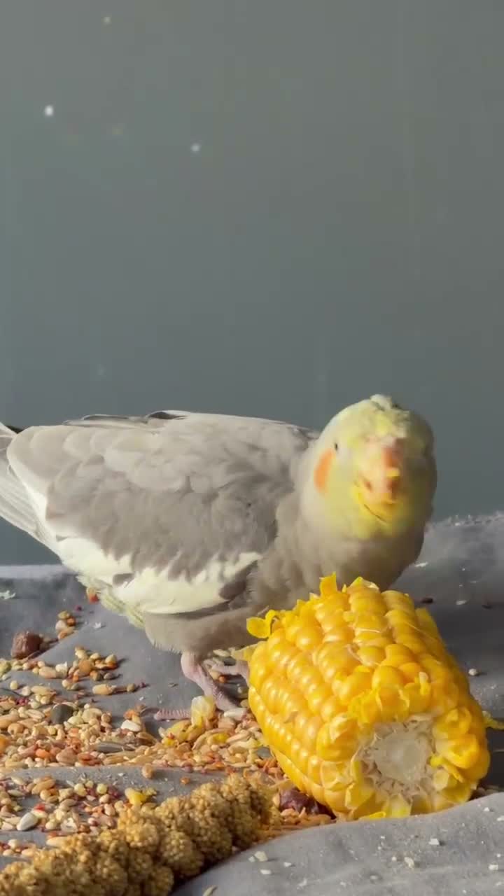 Cockatiels birds for sale: Beautiful Cinamon cockatiel baby fully hand tamed - Video 1