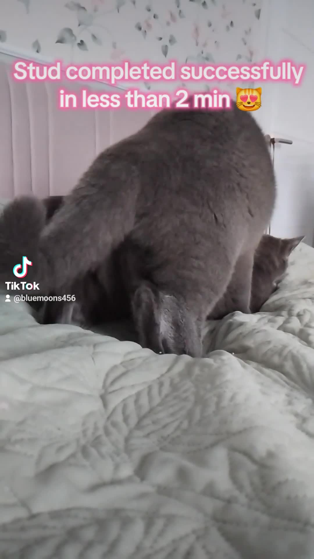 British Shorthair cats for stud: British Shorthair Stud  - Video 5