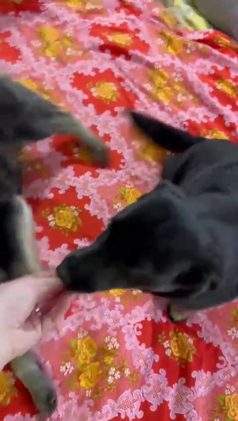 Mixed Breed dogs for adoption: 🐾🌼 MIA – The Little Railway Survivor 🌼🐾 - Video 2