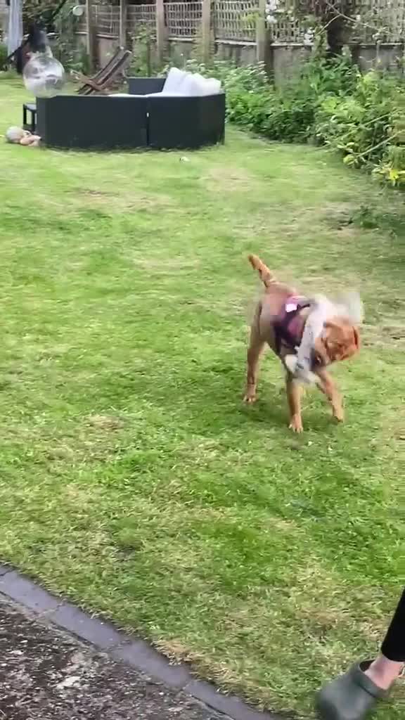 Shar Pei dogs for sale: Loving Shar Pei Looking for Her Forever Home - Video 1