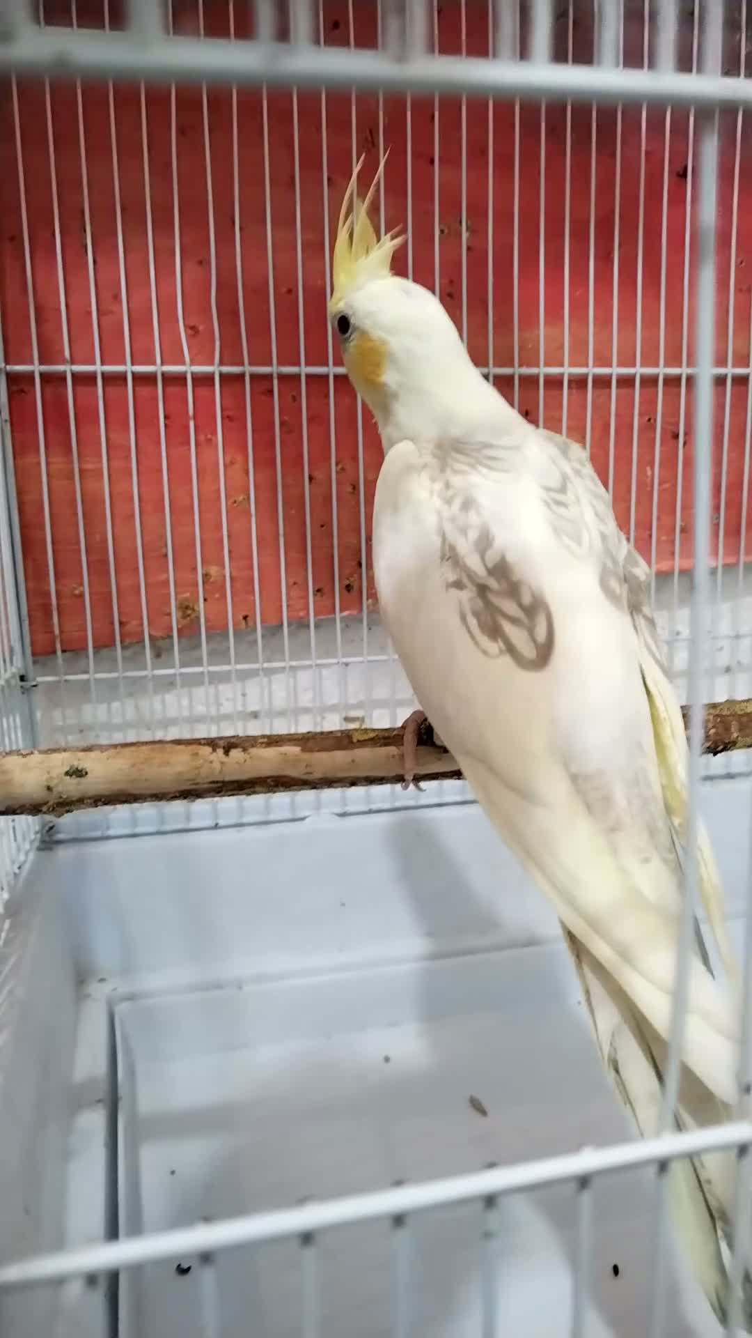 Cockatiels birds for sale: Cokatoo - Video 1