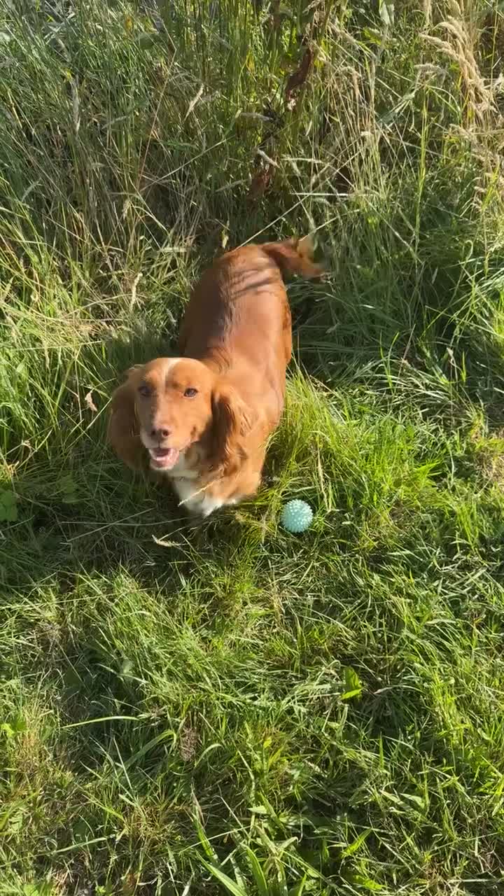 Cocker Spaniel dogs for sale: Worker cocker spaniel puppies for sale  - Video 1