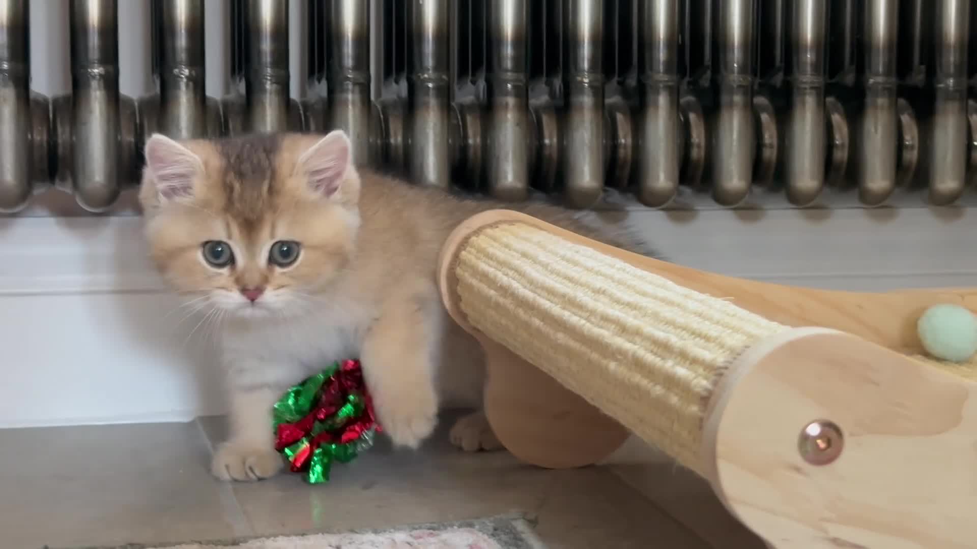 British Shorthair cats for sale: Blue Golden GCCF British Shorthair Kittens - Video 1