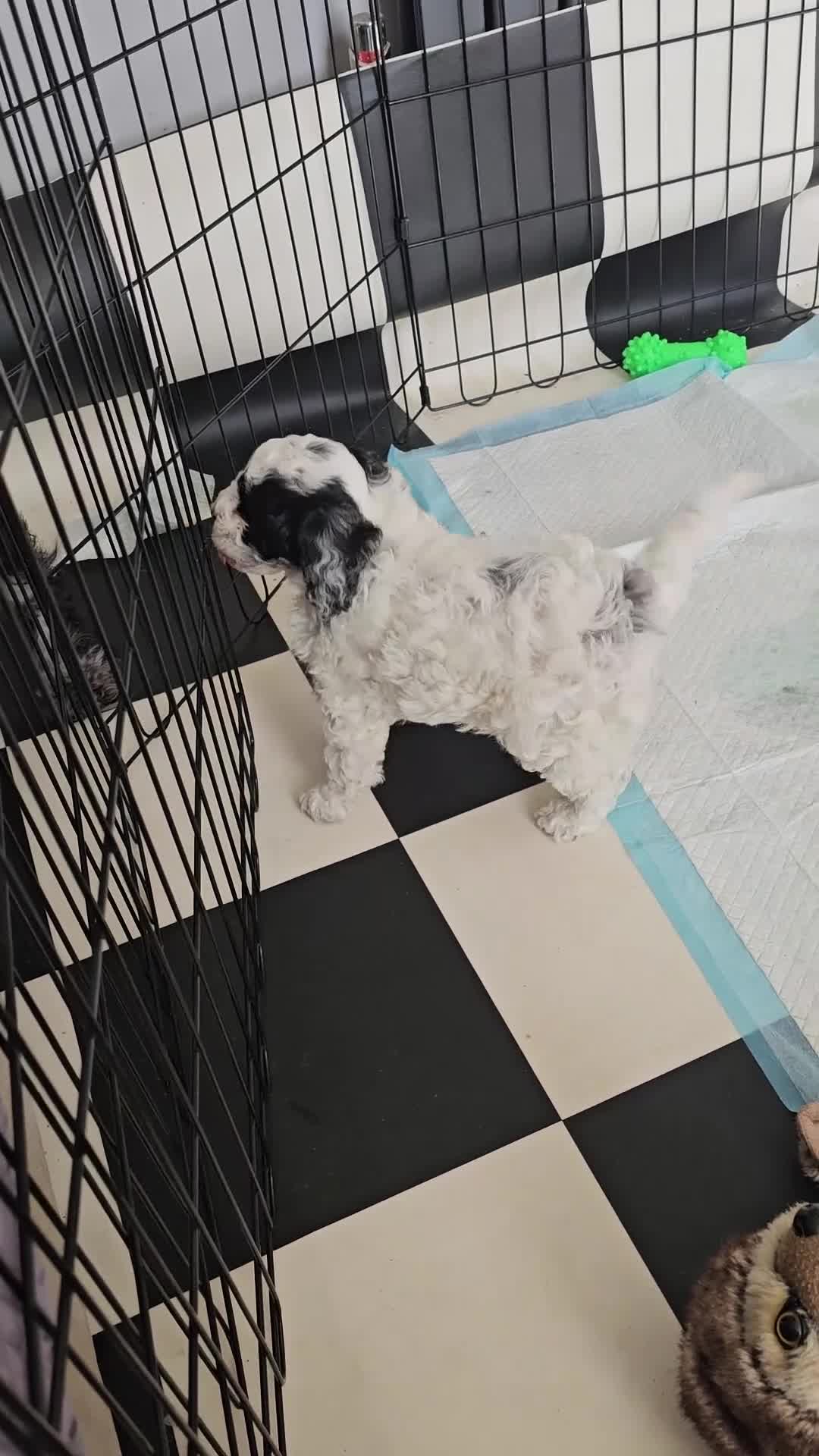 Cockapoo dogs for sale: Beautiful Miniature merle cockapoos - Video 1