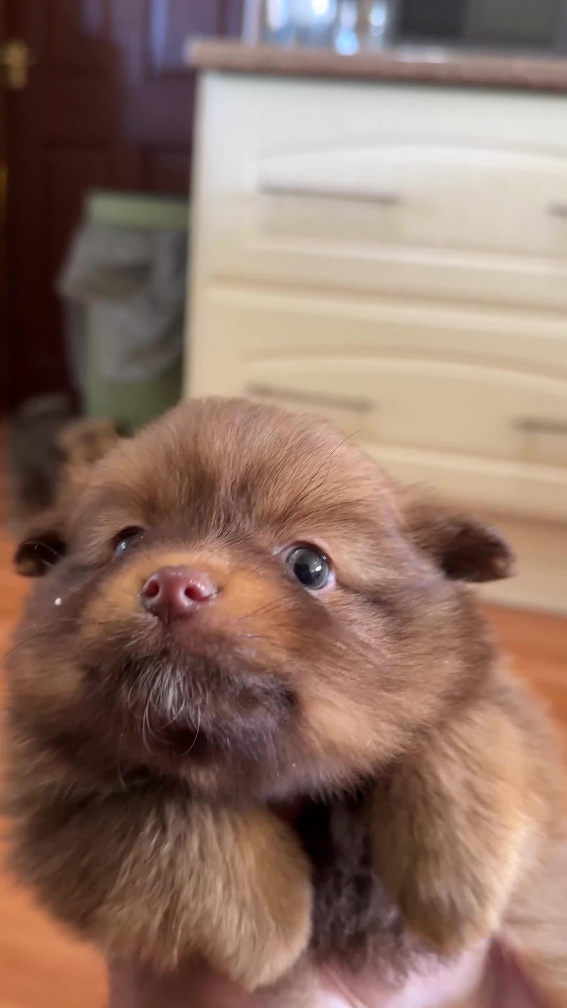 Pomeranian dogs for sale: Pomeranian Puppy Girl Available.  - Video 4