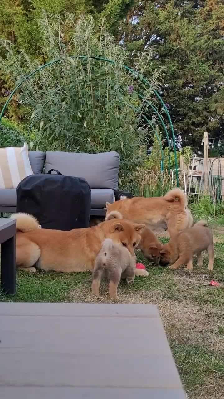 Japanese Shiba Inu dogs for sale: Ready Now! Only Red Boy Left! 🦊 - Video 2