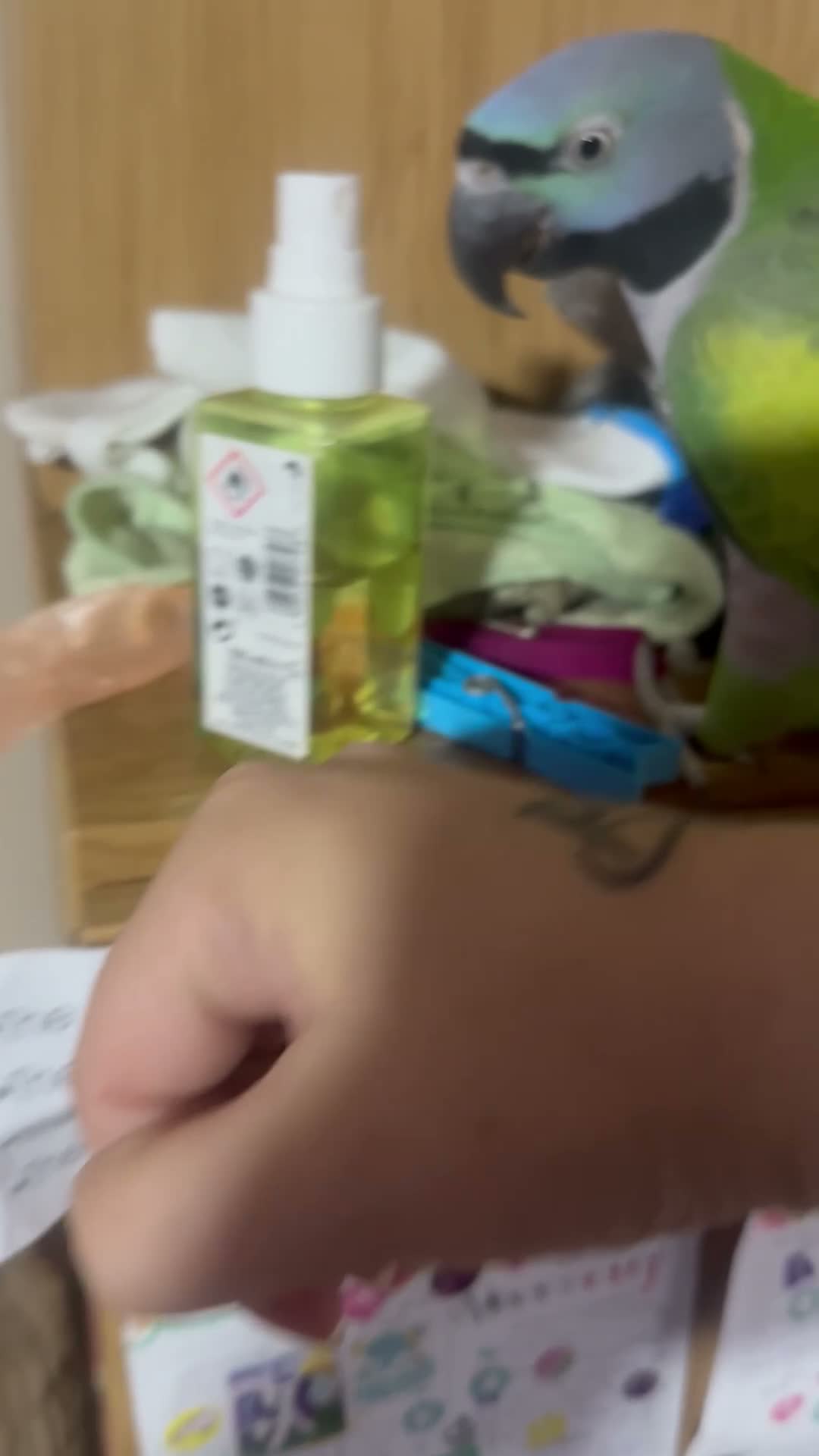 Parakeets birds for sale: Female Lord Derbyran (semi tame) in Aylesbury - Video 2