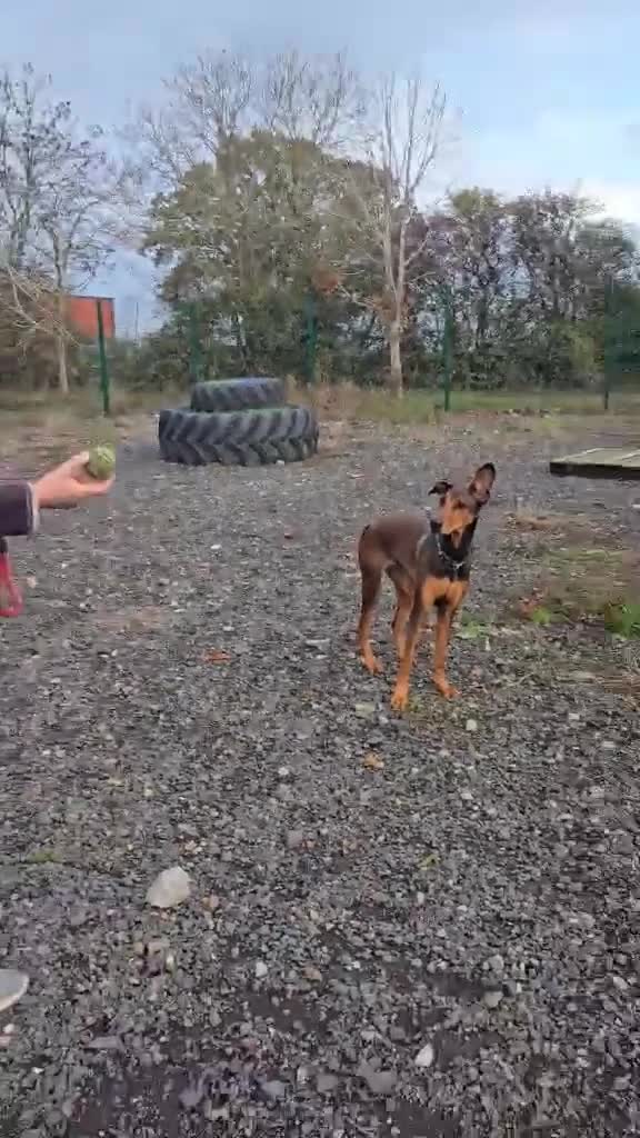 Mixed Breed dogs for adoption: BEAUTIFUL BONNIE  - Video 1