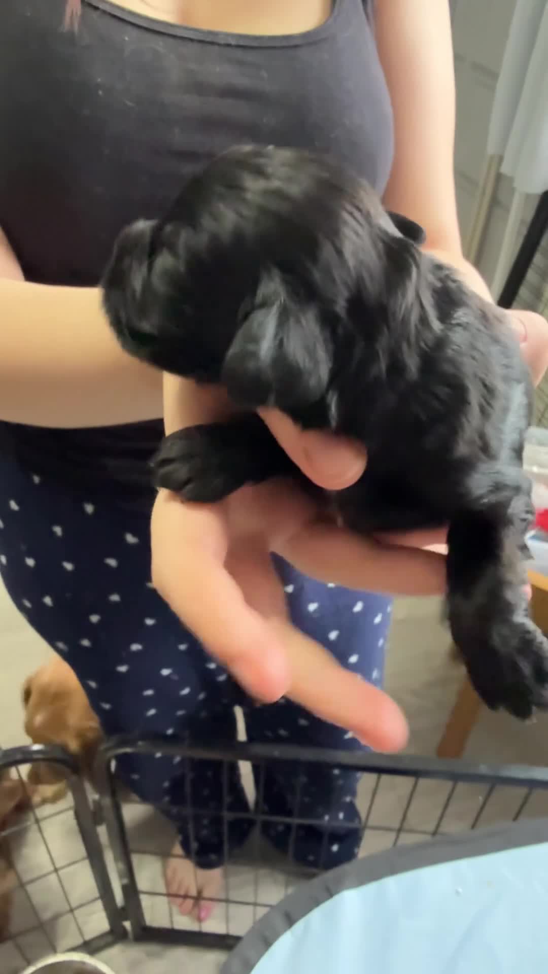 Sprocker dogs for sale: 1 boy sprocker - Video 1