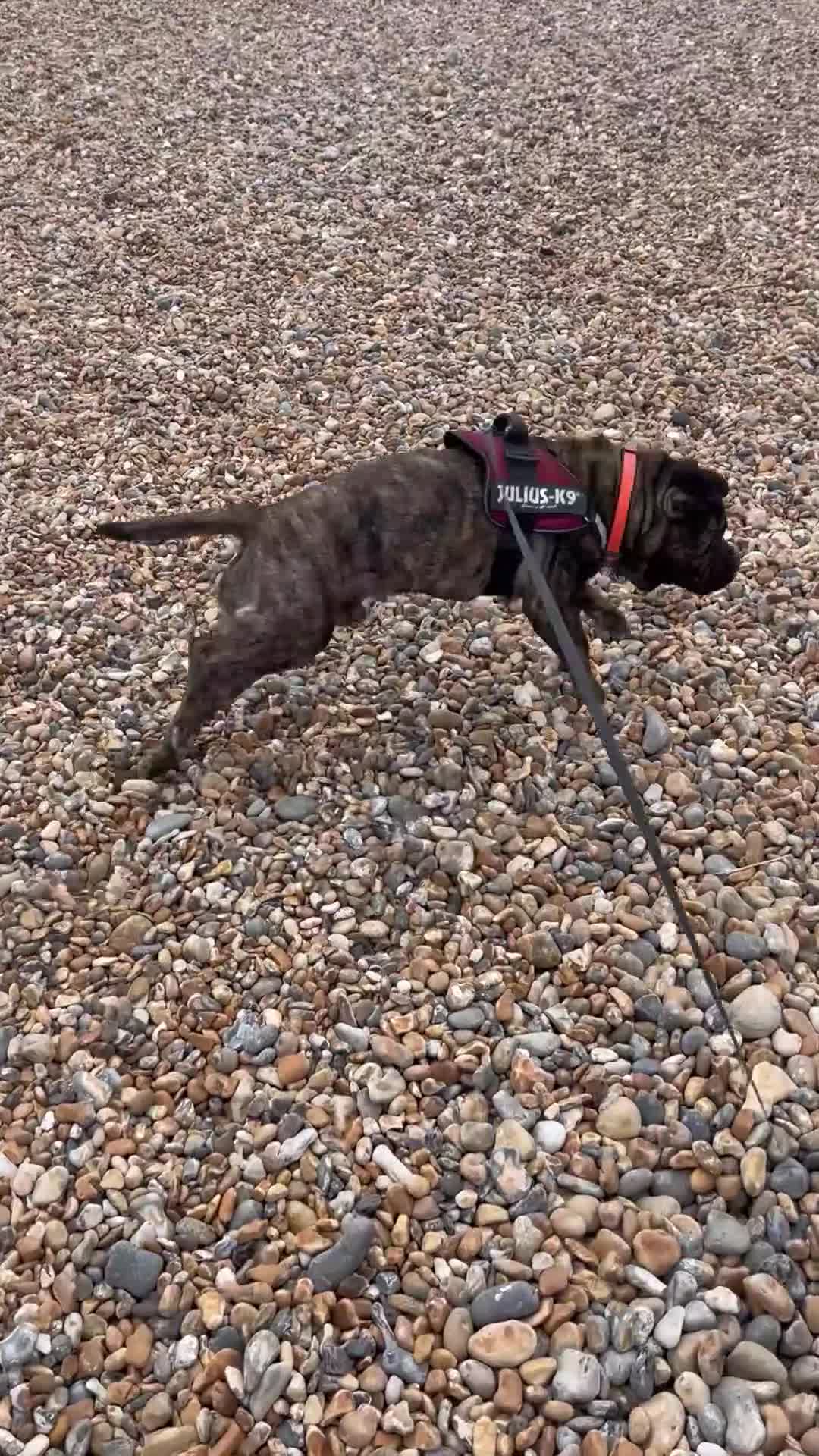 Mixed Breed dogs for sale: Male boxer cross  in Brighton - Video 2