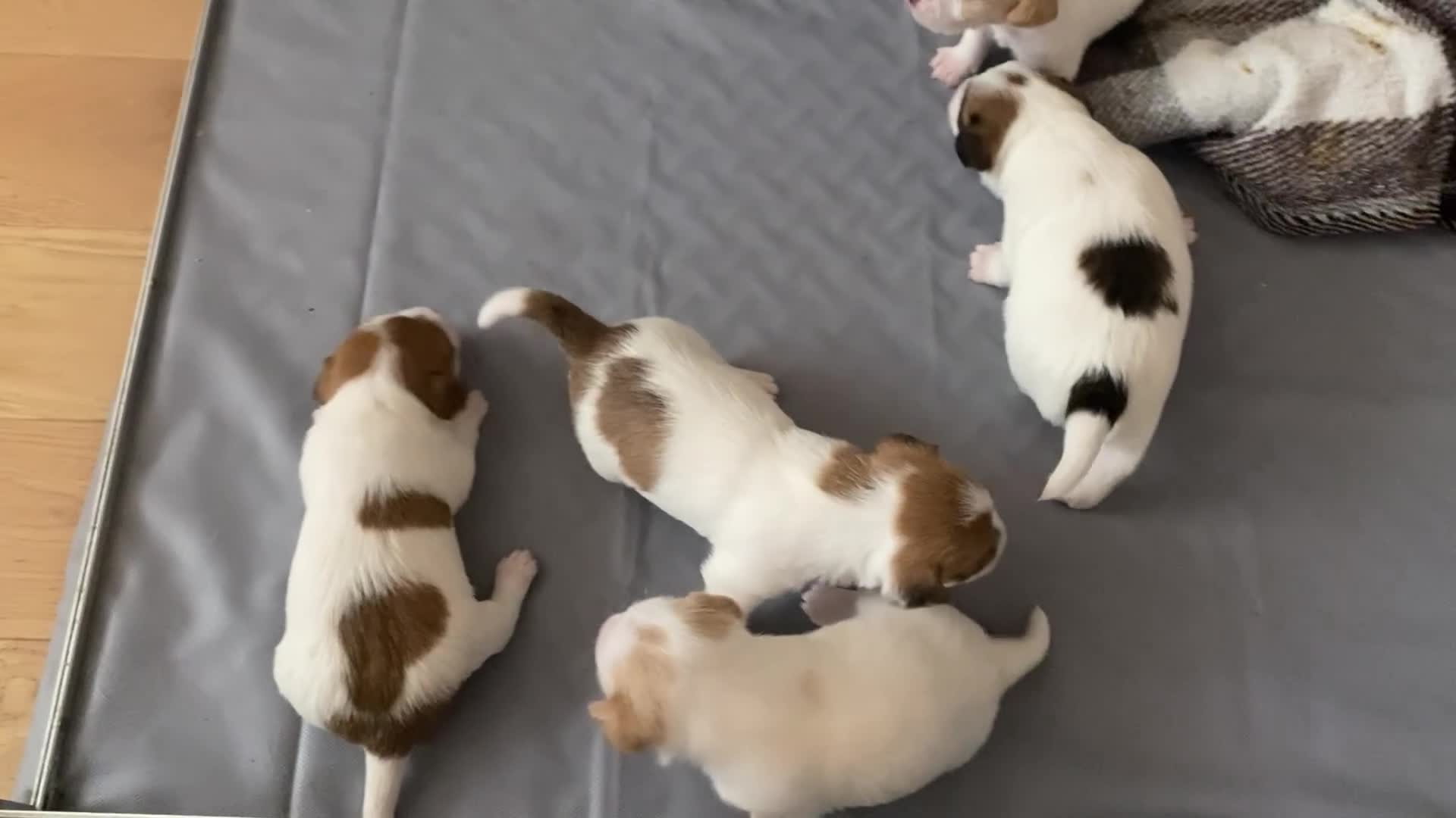 Jack Russell dogs for sale: Long/Broken coated Jack Russel - Video 1