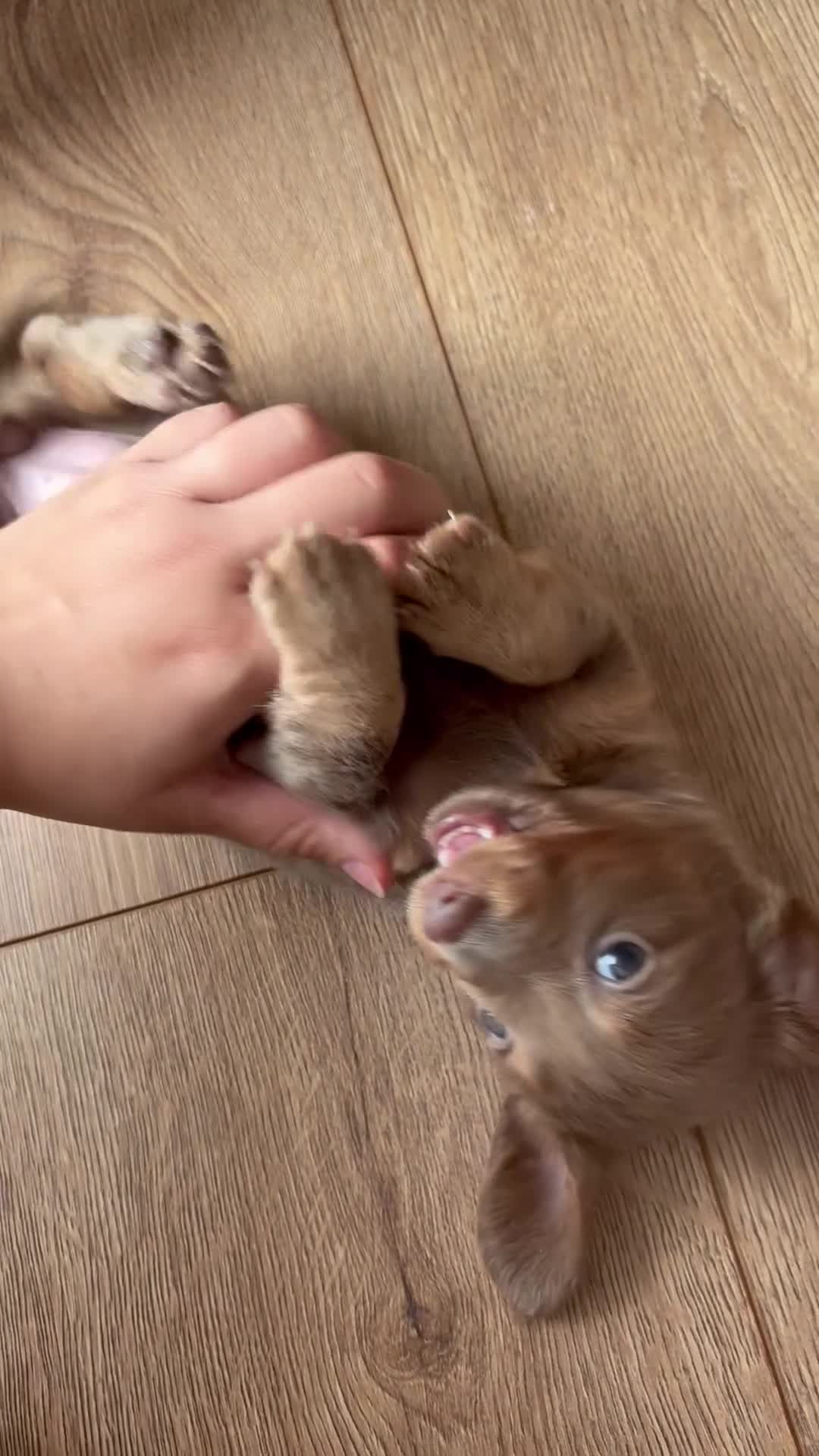Miniature Dachshund dogs for sale: Mini dachshunds available  in Willenhall - Video 1