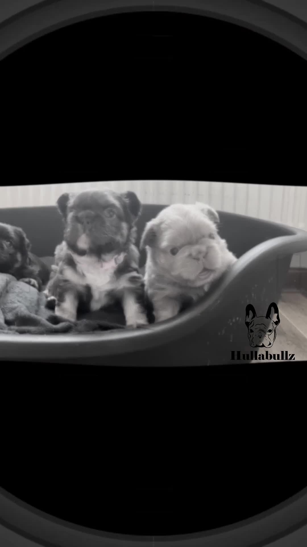 French Bulldog dogs for sale: Fluffy Newshade Choc/ Tan French Bulldog Puppies - Video 1