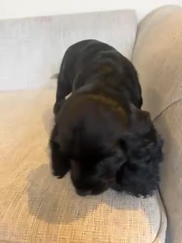 Cocker Spaniel dogs for sale: Working cocker spaniels for sale  - Video 2