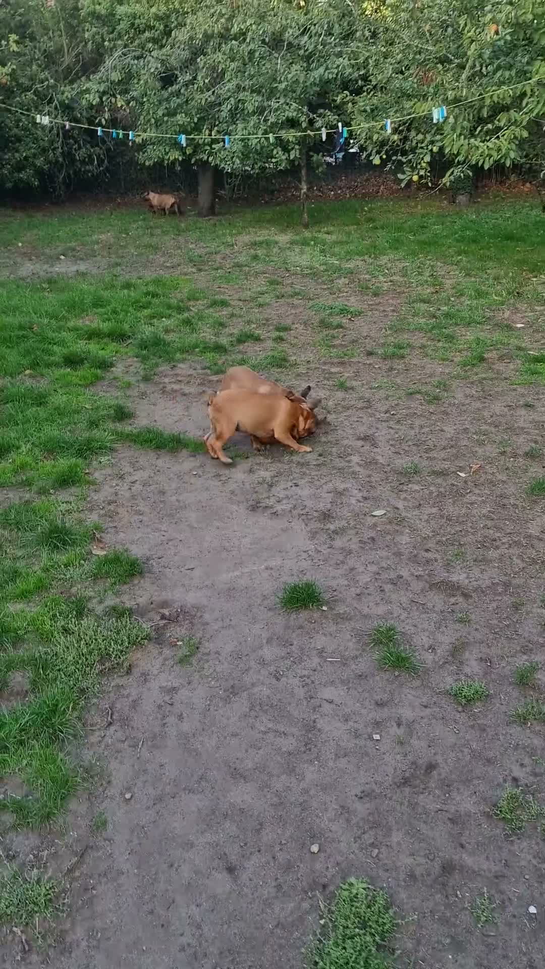 French Bulldog dogs for sale: Standard red fawn/pied French bulldog - Video 2