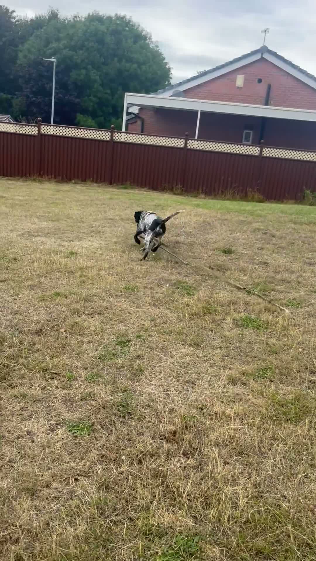Mixed Breed dogs for sale: Buddy in Batley - Video 1