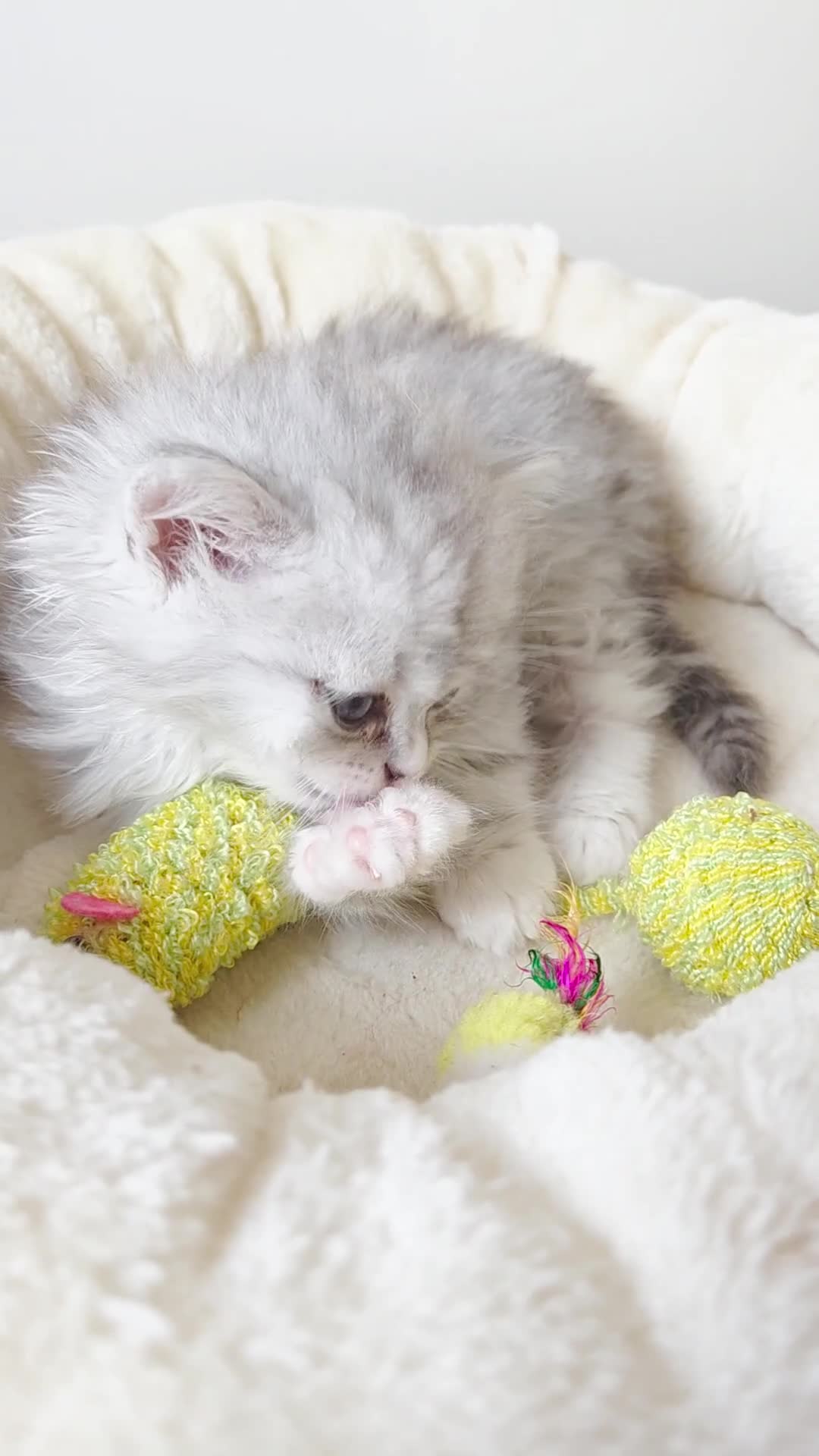 Persian cats for sale: Persian x Ragdoll - Video 2