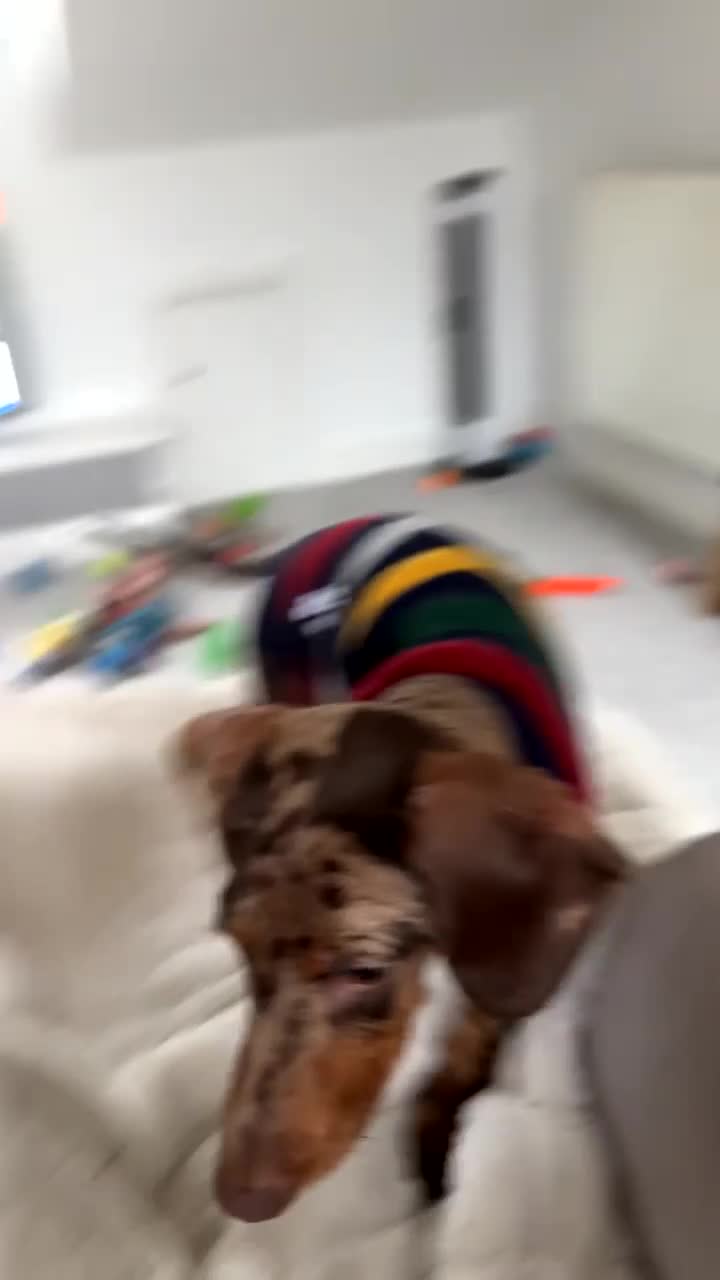 Dachshund dogs for sale: 10 month old Dapple dachshund - Video 1