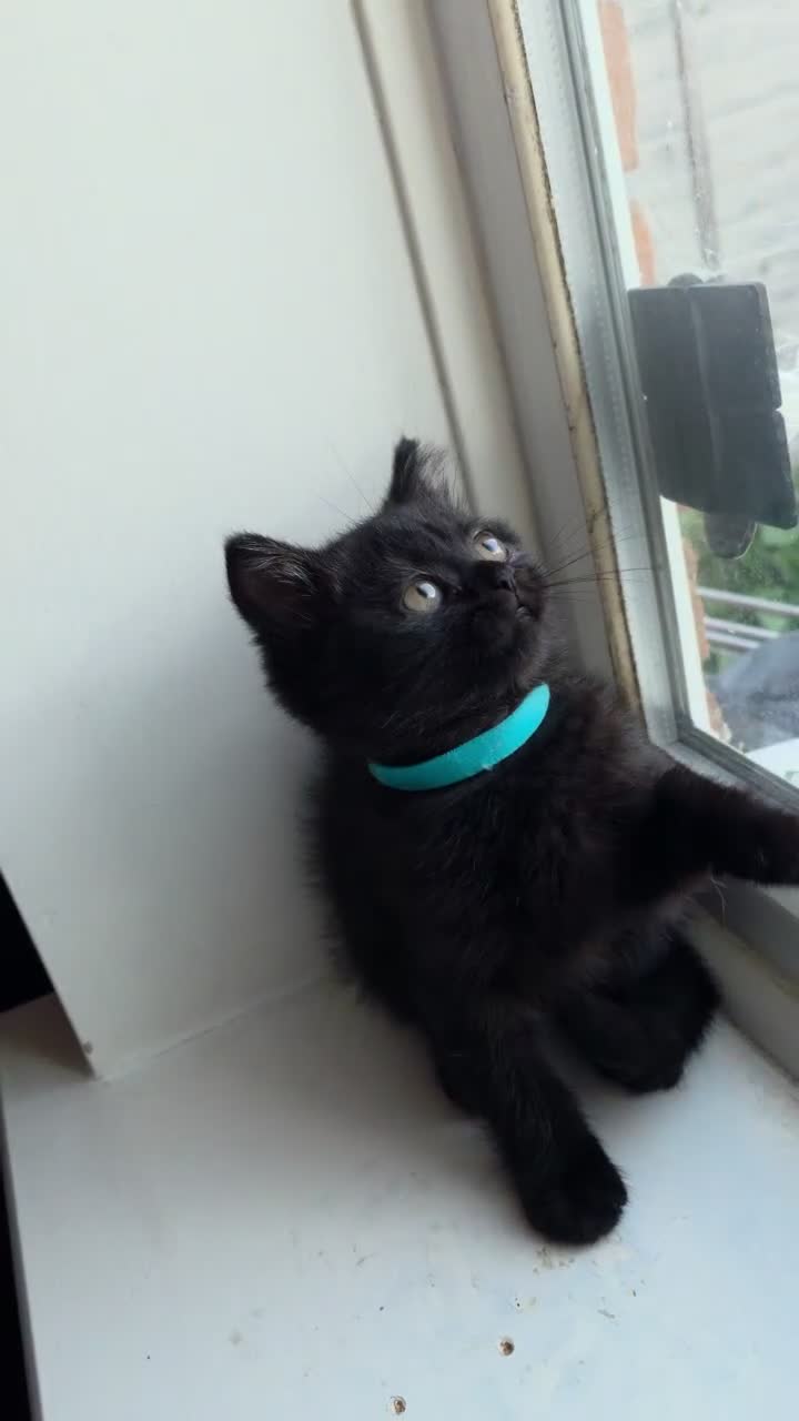 British Shorthair cats for sale: British Shorthair - Video 2