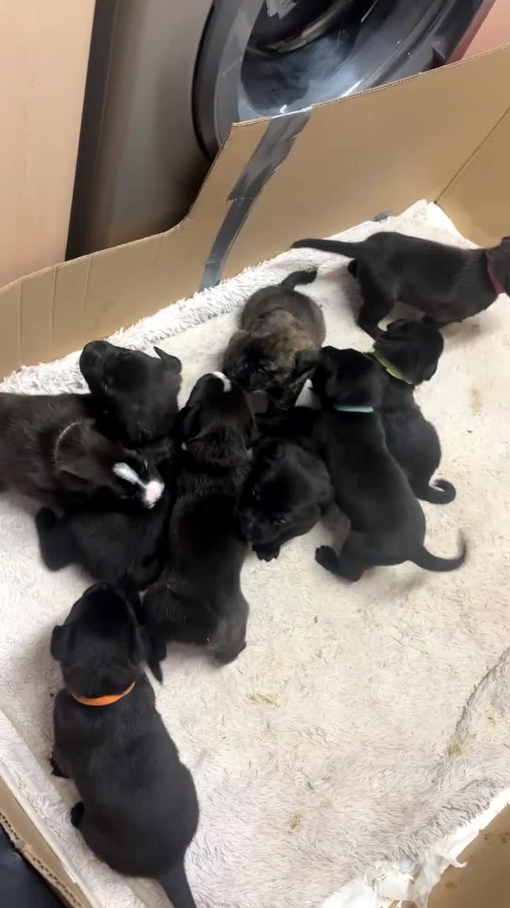 Mixed Breed dogs for sale: Bull herders  - Video 1