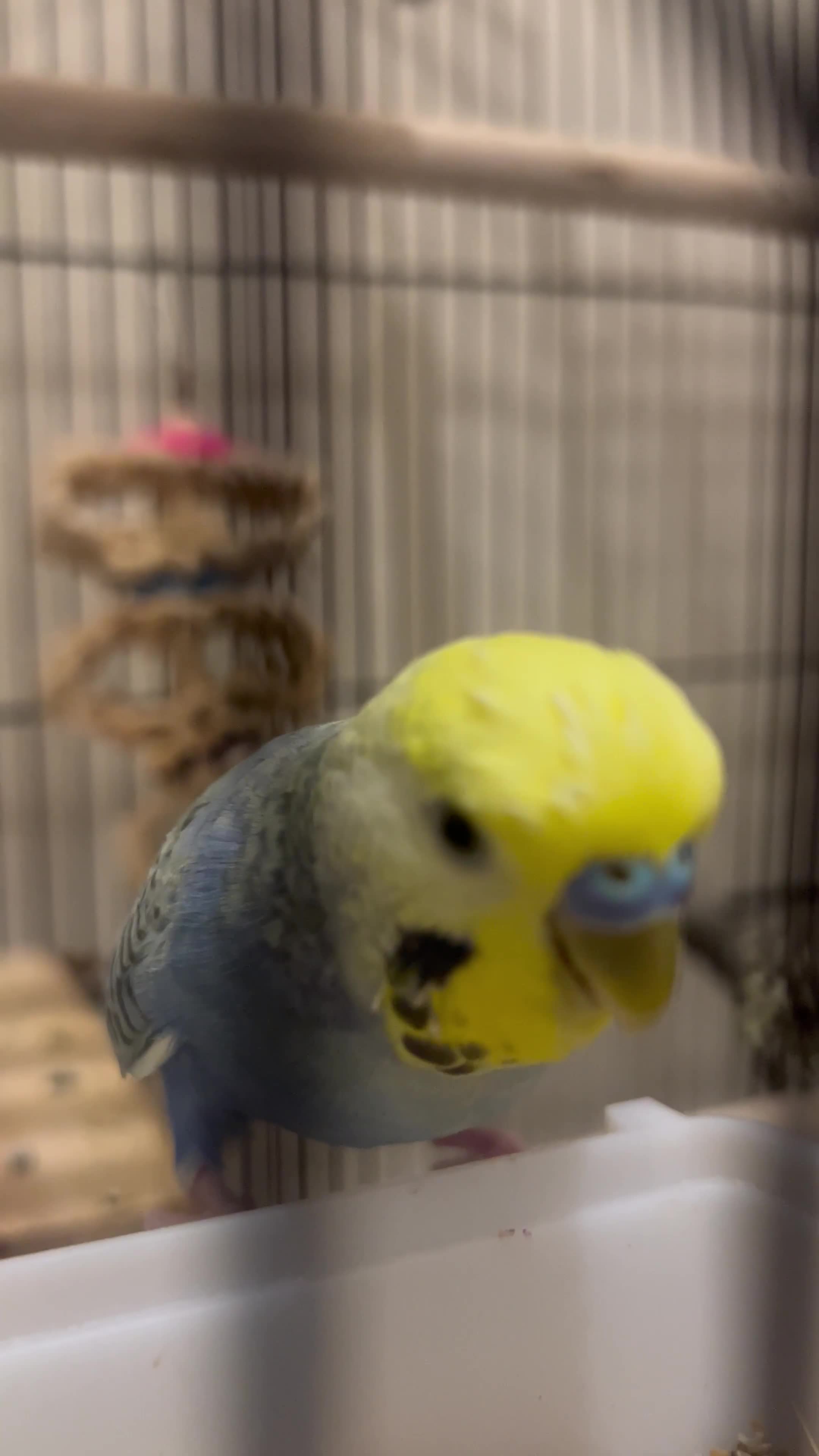 Budgerigars birds for sale: 1 year old budgie  - Video 1