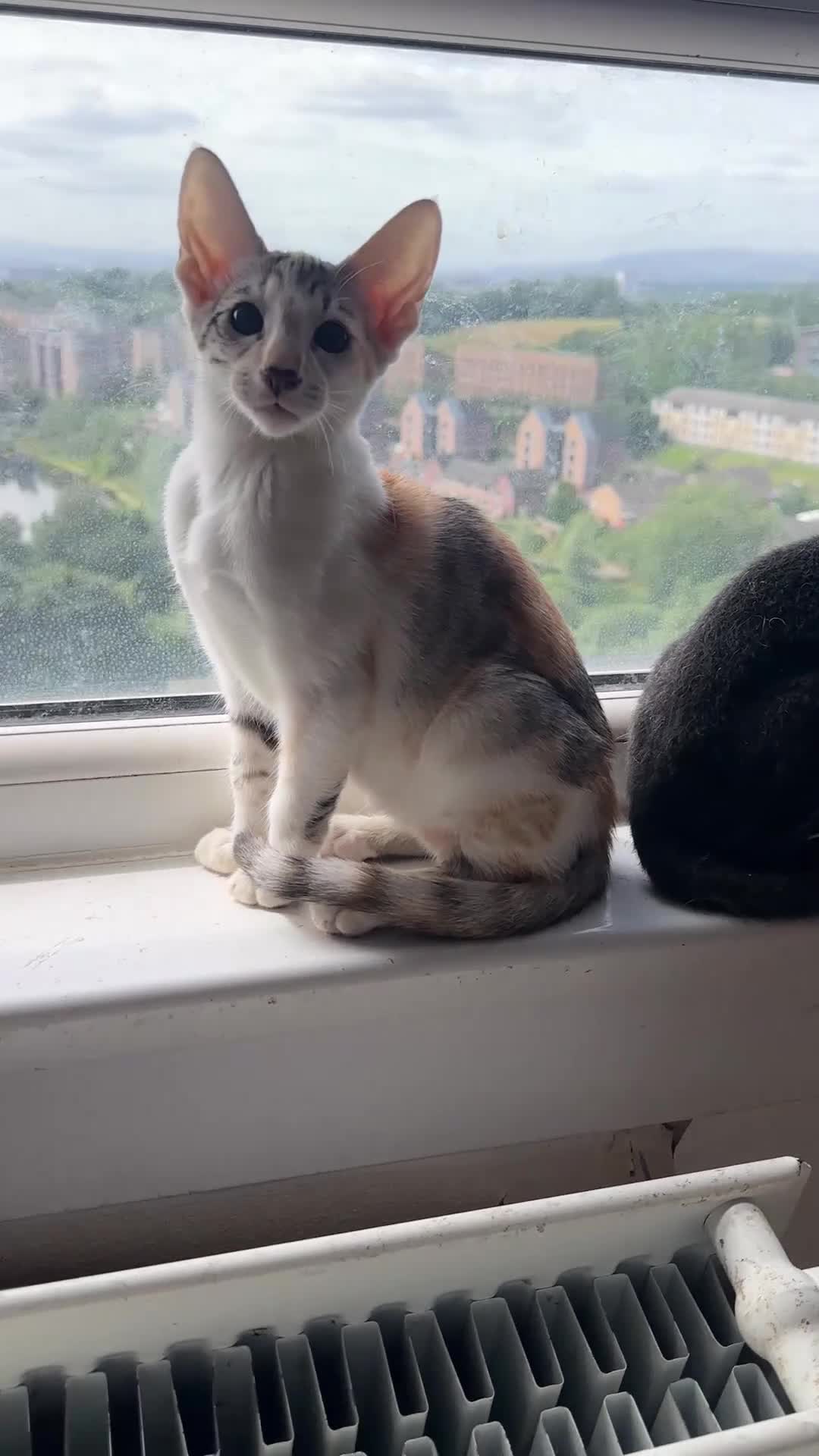 Mixed Breed cats for sale: CROSSED PETERBALD ✅✅✅ - Video 1