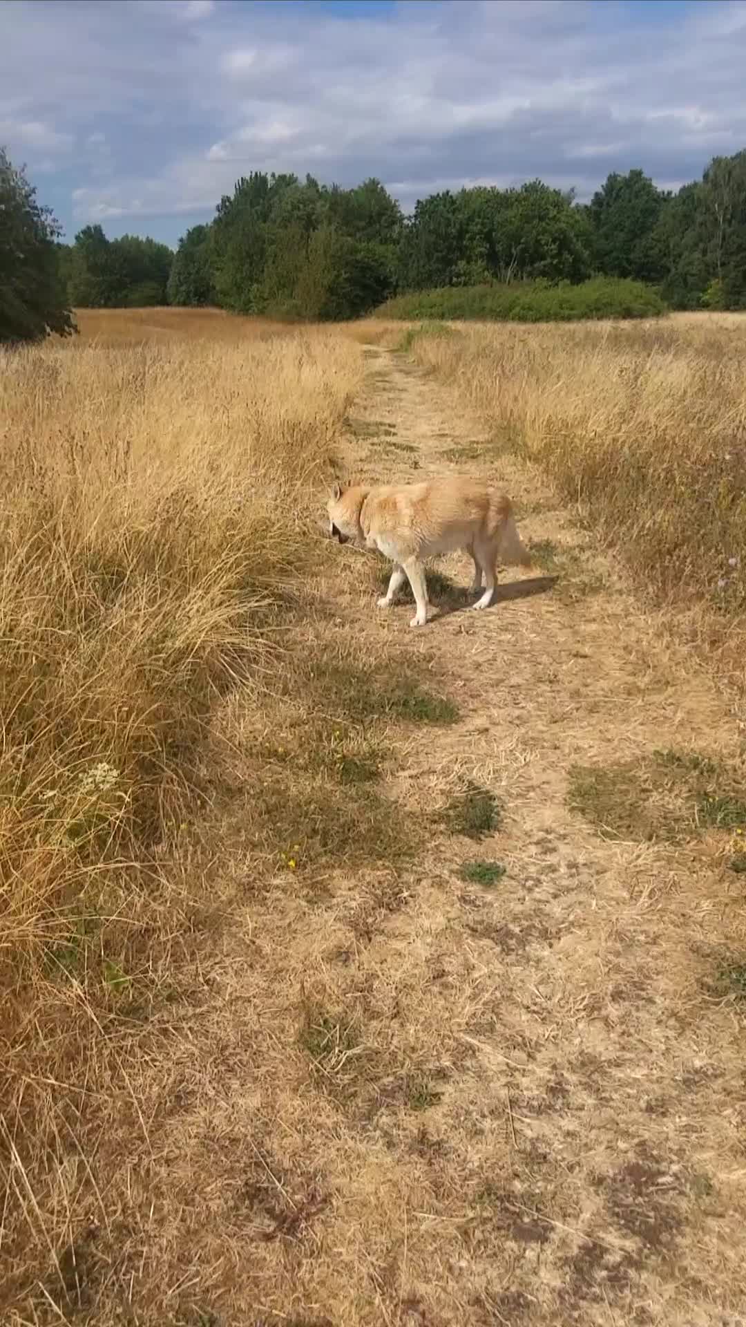 Saarloos Wolfdog dogs for sale: Low content wolfdog  - Video 1