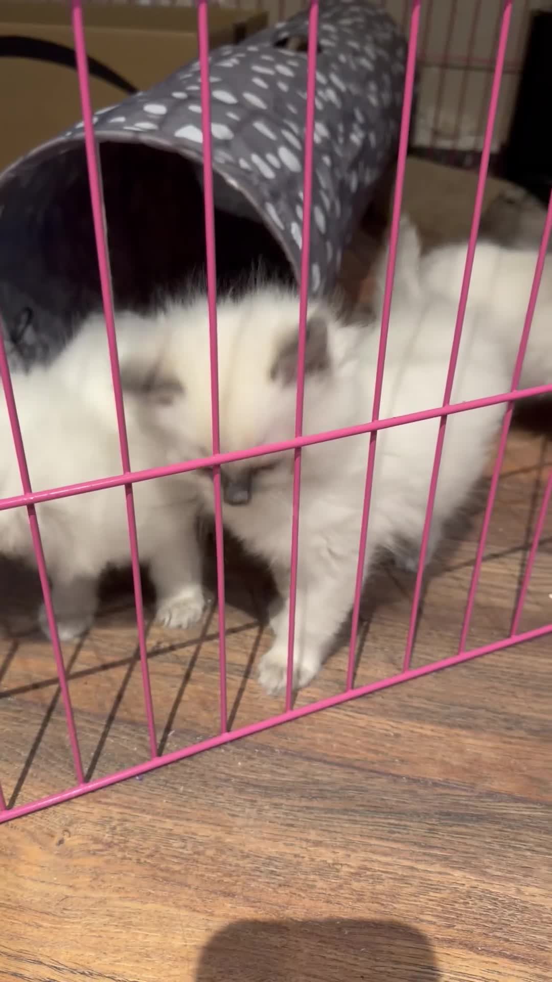 Ragdoll cats for sale: Pure bred blue pointed lynx ragdolls - Video 1