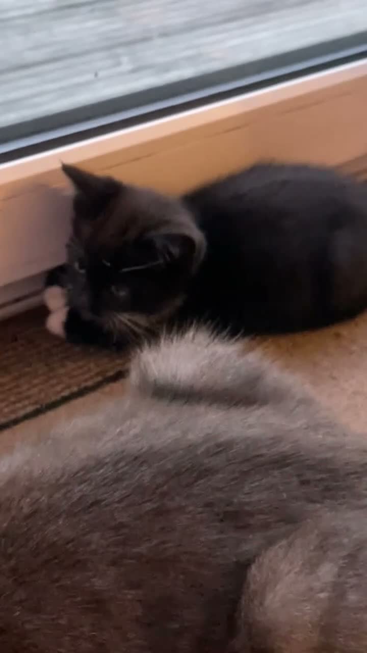 Mixed Breed cats for sale: 1 Beautiful Female Kitten Left  - Video 5