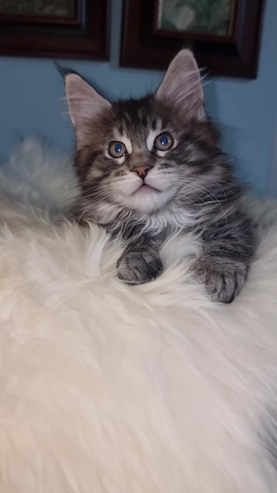 Maine Coon cats for sale: GCCF Registered Pedigree Main Coon Kittens - Video 2