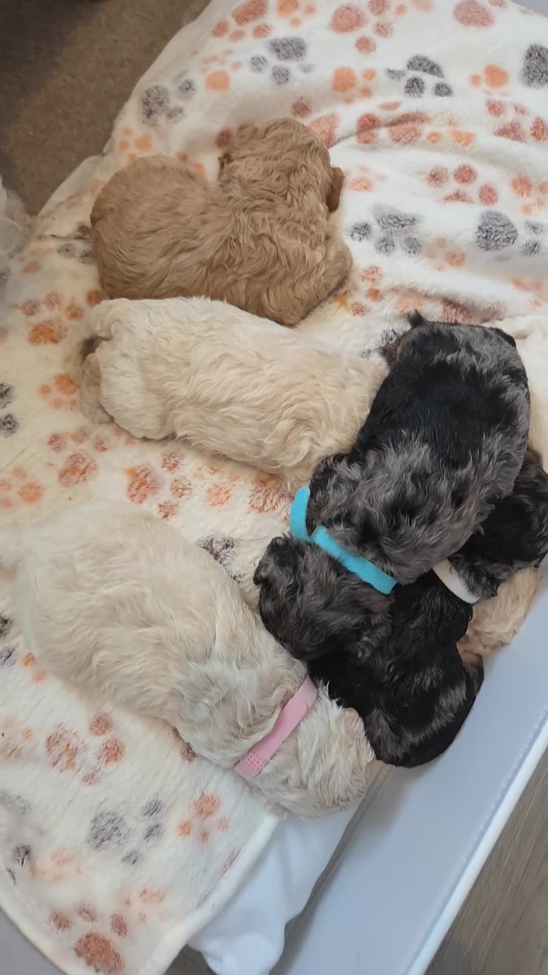Mixed Breed dogs for sale: 2 Pups Left. Beautiful cavachon x cockapoo puppies - Video 1