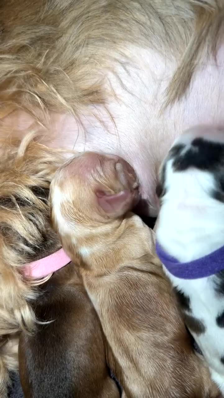 Cocker Spaniel dogs for sale: Showtype Cocker spaniel pups KC registered  - Video 2