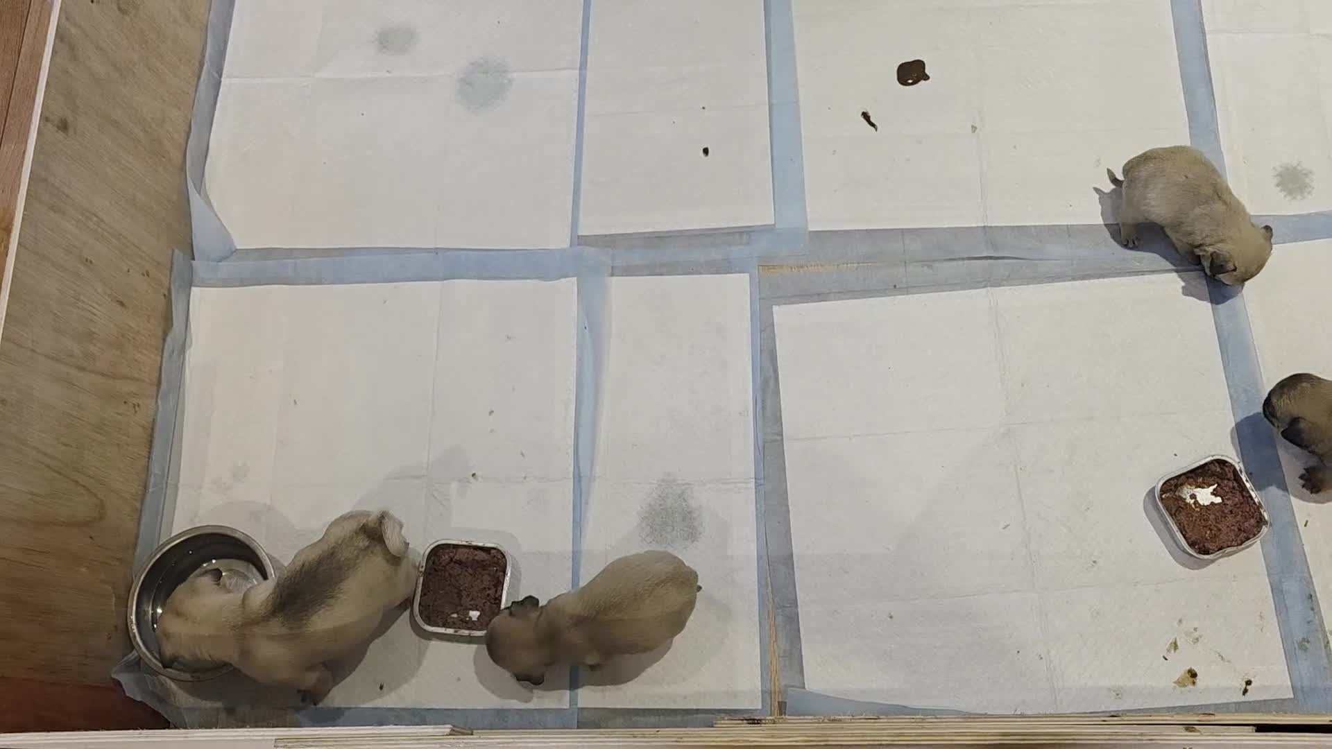 Pug dogs for sale: Update 22/7/25 SILVER AND APRICOT PUPPIES  - Video 2