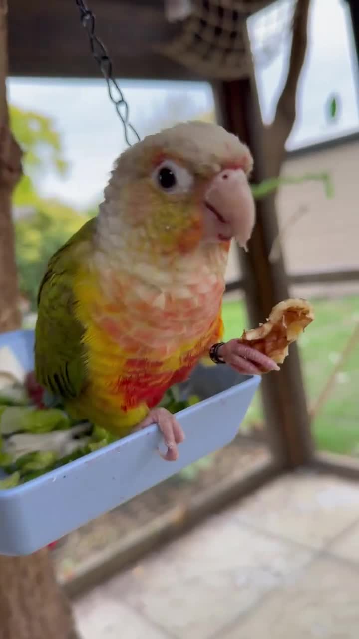 Conures birds for sale: Tame pineapple conure  - Video 5