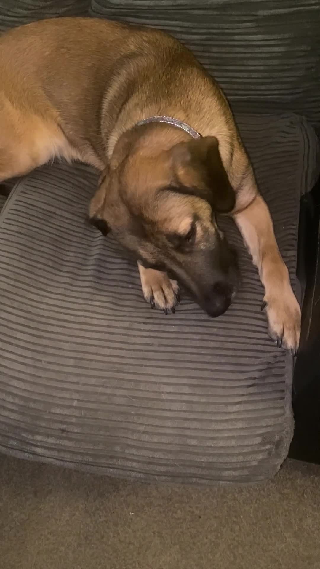 Mixed Breed dogs for sale: Looking for a great home.  - Video 1