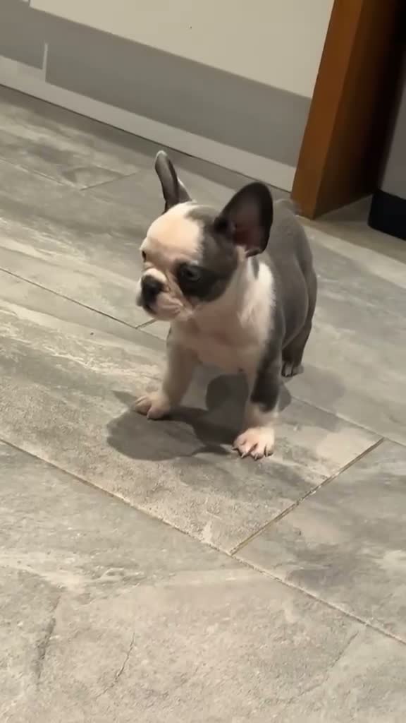 French Bulldog dogs for sale: 2 Male French bulldog puppies ready to go🩵💙 in Abingdon - Video 1