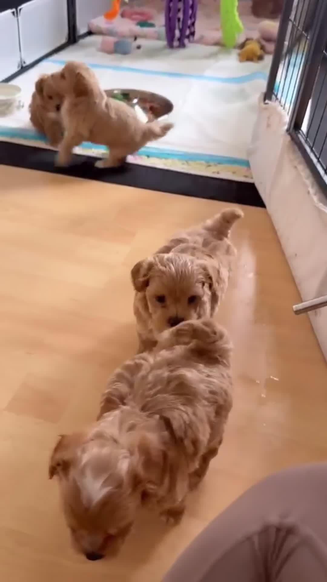 Maltipoo dogs for sale: Beautiful maltipoo puppies ready for loving homes! in London - Video 1