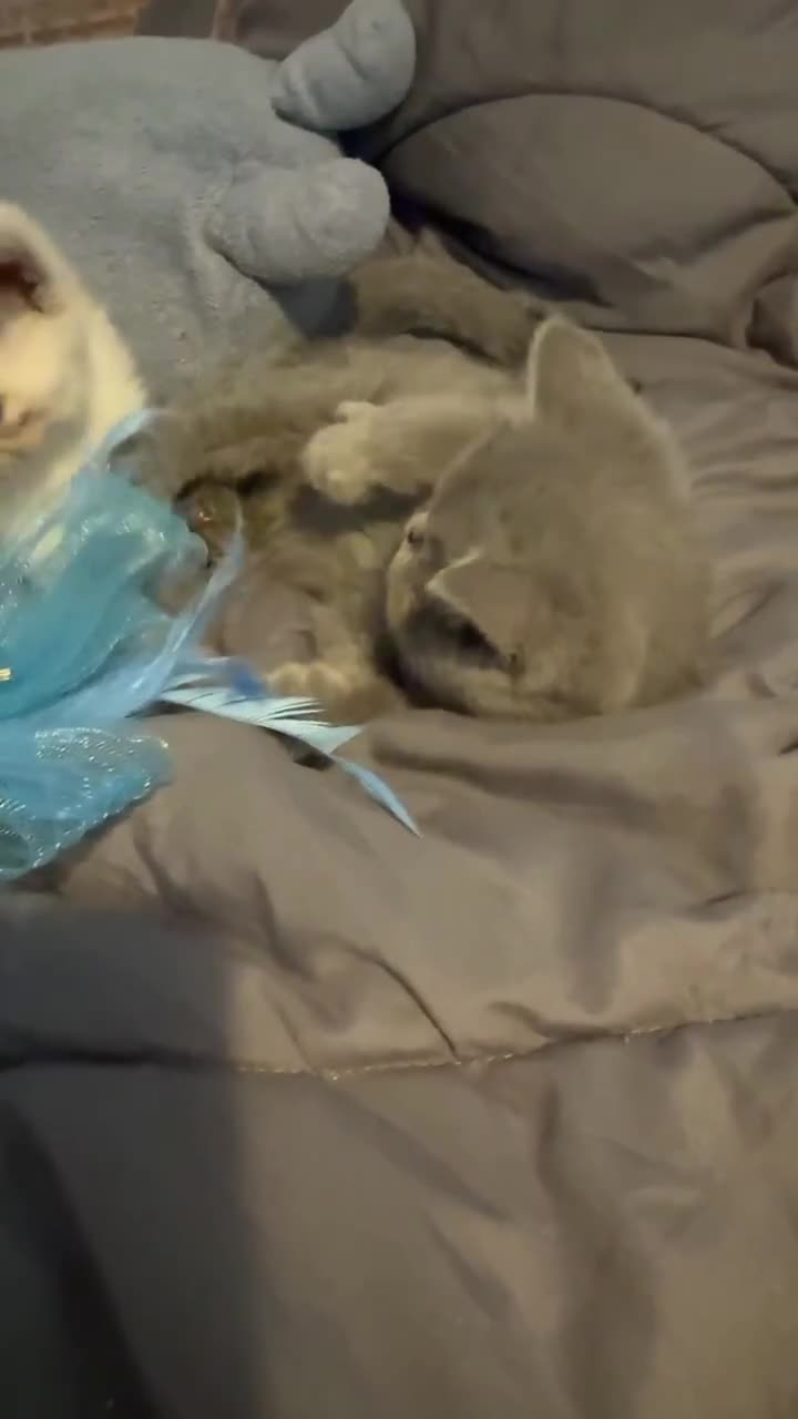 Exotic cats for sale: Last remaining blue male Exotic litten - Video 1
