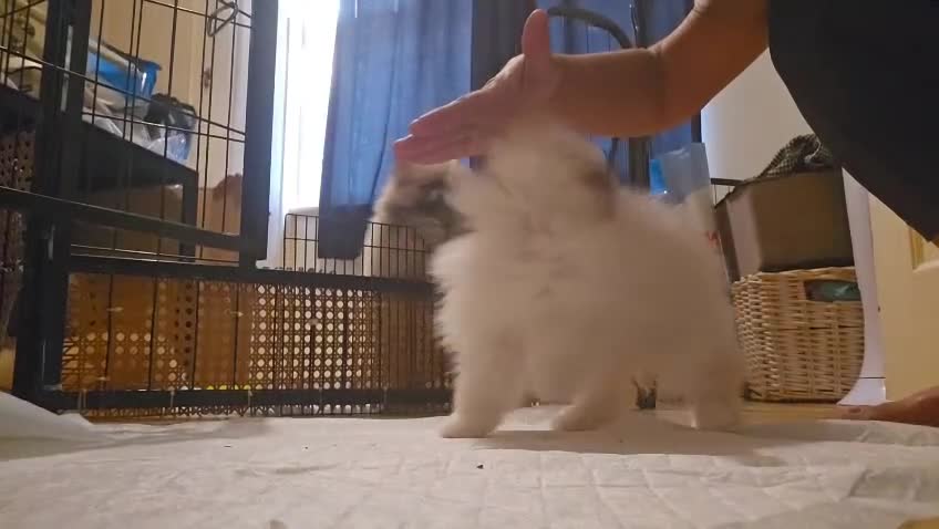 Pomeranian dogs for sale: Amazing cream boy - Video 1